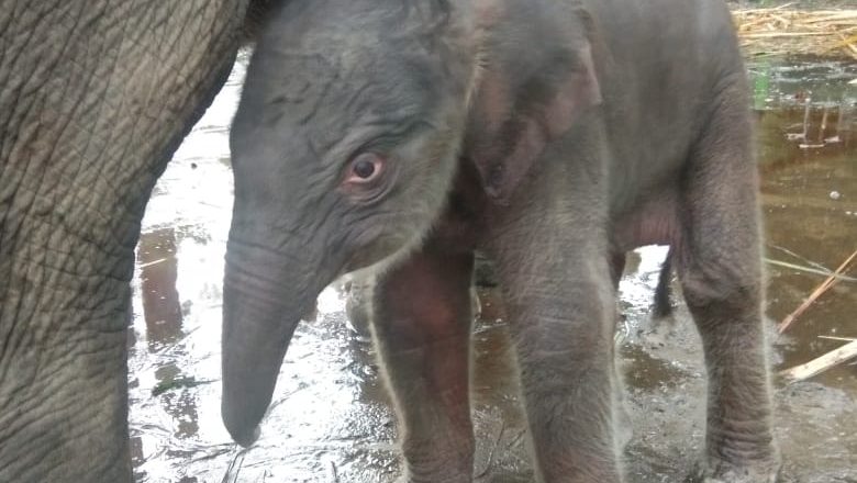 PLSK Tangkahan Kedatangan Bayi Gajah