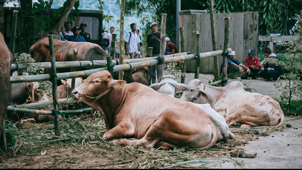 Hewan kurban yang disalurkan untuk masyarakat Kabupaten Bogor