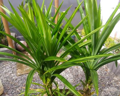 Jarang Diketahui Ternyata Daun Pandan Atasi Penyakit Ini