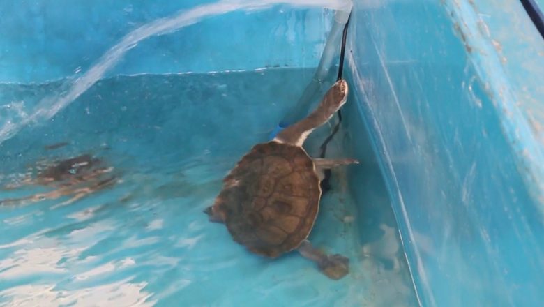 KLHK Berhasil Repatriasi 13 Kura-Kura Rote dari Singapura