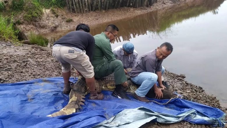 Kembalinya Dua Individu Buaya Senyulong ke Habitat Alaminya