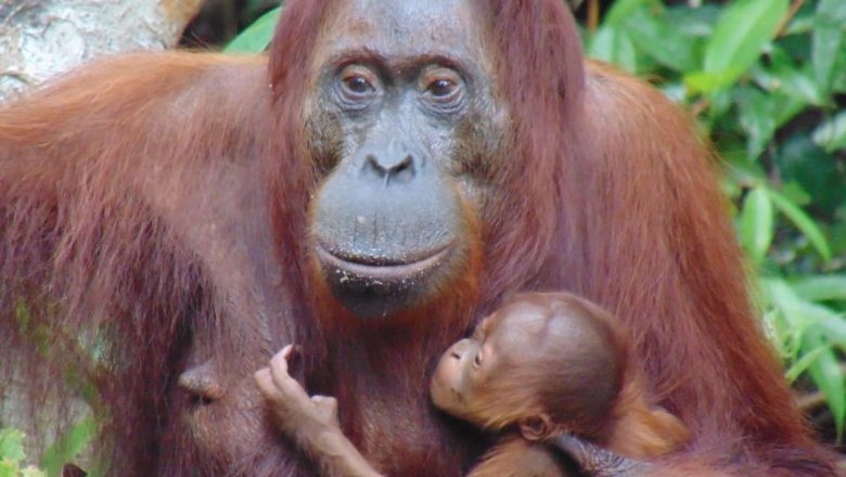 Bayi Orangutan “Tasia” Lahir SM Lamandau
