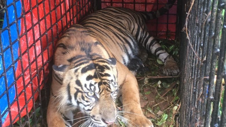 Harimau Sumatra di Tapaktuan Aceh Selatan Selalu Konflik Dengan Manusia